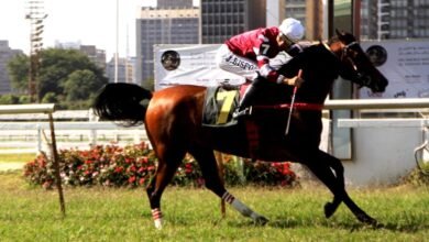 الفرس "كاليفا" بطلة لكأس الوثبة في البرازيل