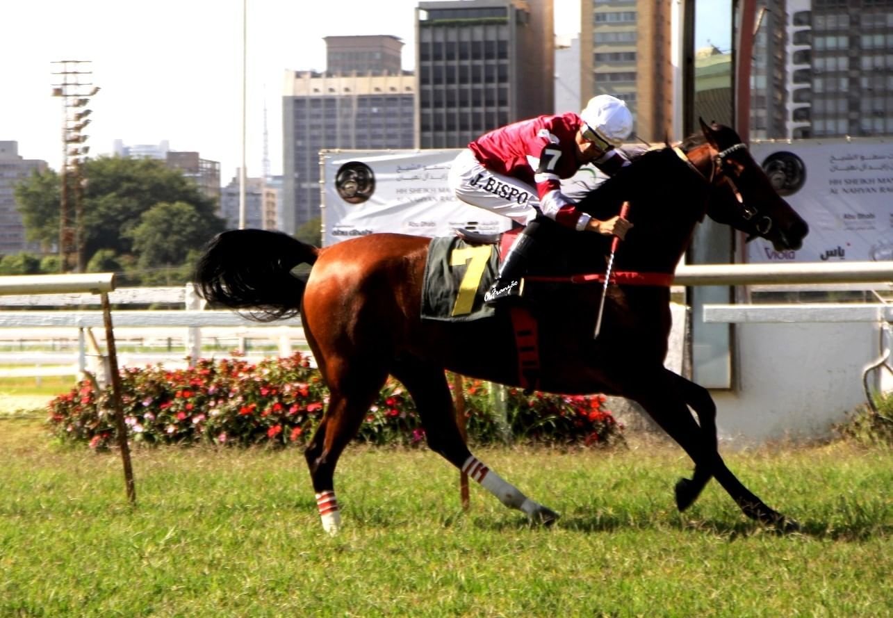 الفرس "كاليفا" بطلة لكأس الوثبة في البرازيل