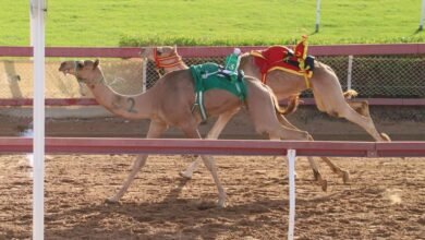 تواصل منافسات الهجن بميدان الذيد