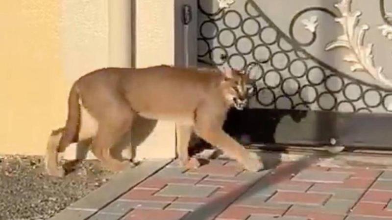 استجابة للفيديو المتداول.. «الفجيرة للبيئة» تتعامل مع حيوان «الوشق»