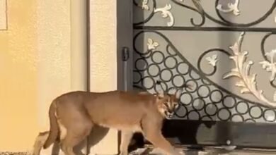 فريق هيئة الفجيرة للبيئة يتحقق من وجود قط الوشق