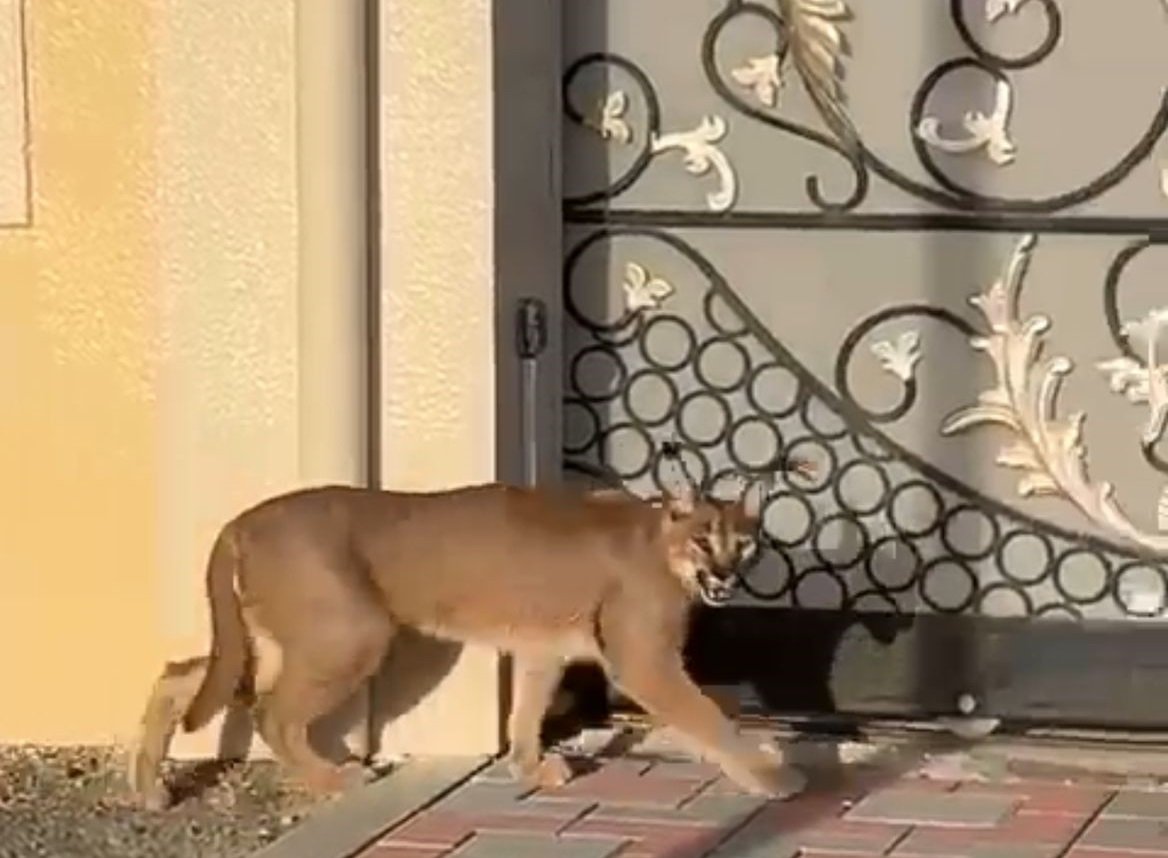 فريق هيئة الفجيرة للبيئة يتحقق من وجود قط الوشق