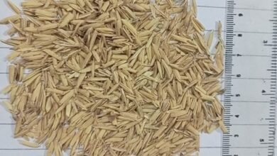 بحث تم إجراؤه في "أمريكية رأس الخيمة" يستكشف جدوى رماد قشر الأرز كبديل جزئي للأسمنت