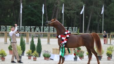 برعاية منصور بن زايد.. إقامة البطولة السادسة من كأس الإمارات العالمي لجمال الخيل العربية في مصر