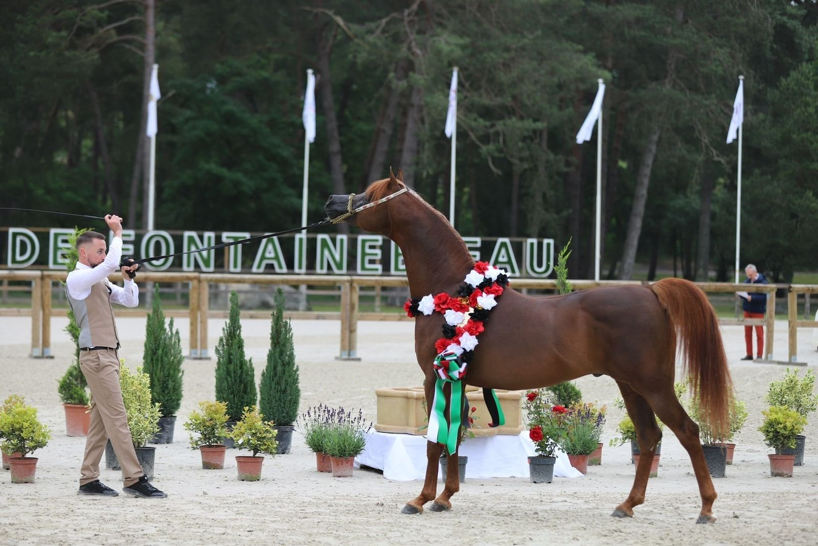برعاية منصور بن زايد.. إقامة البطولة السادسة من كأس الإمارات العالمي لجمال الخيل العربية في مصر