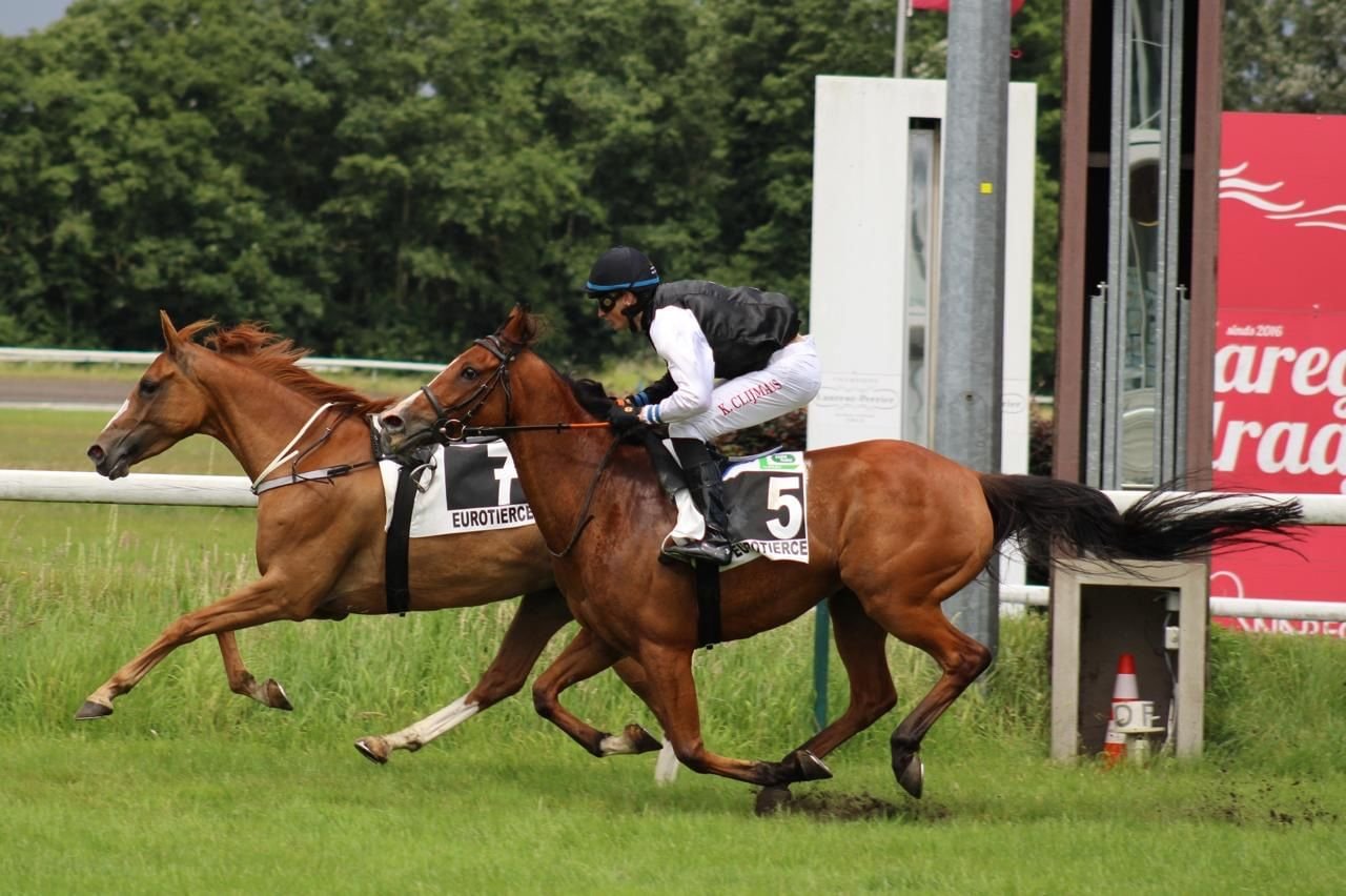 "الزاركا" تحرز كأس الوثبة للخيول العربية في بلجيكا