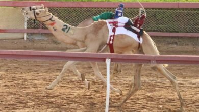 منافسات قوية لسباق "سن الفطامين" في ميدان الذيد