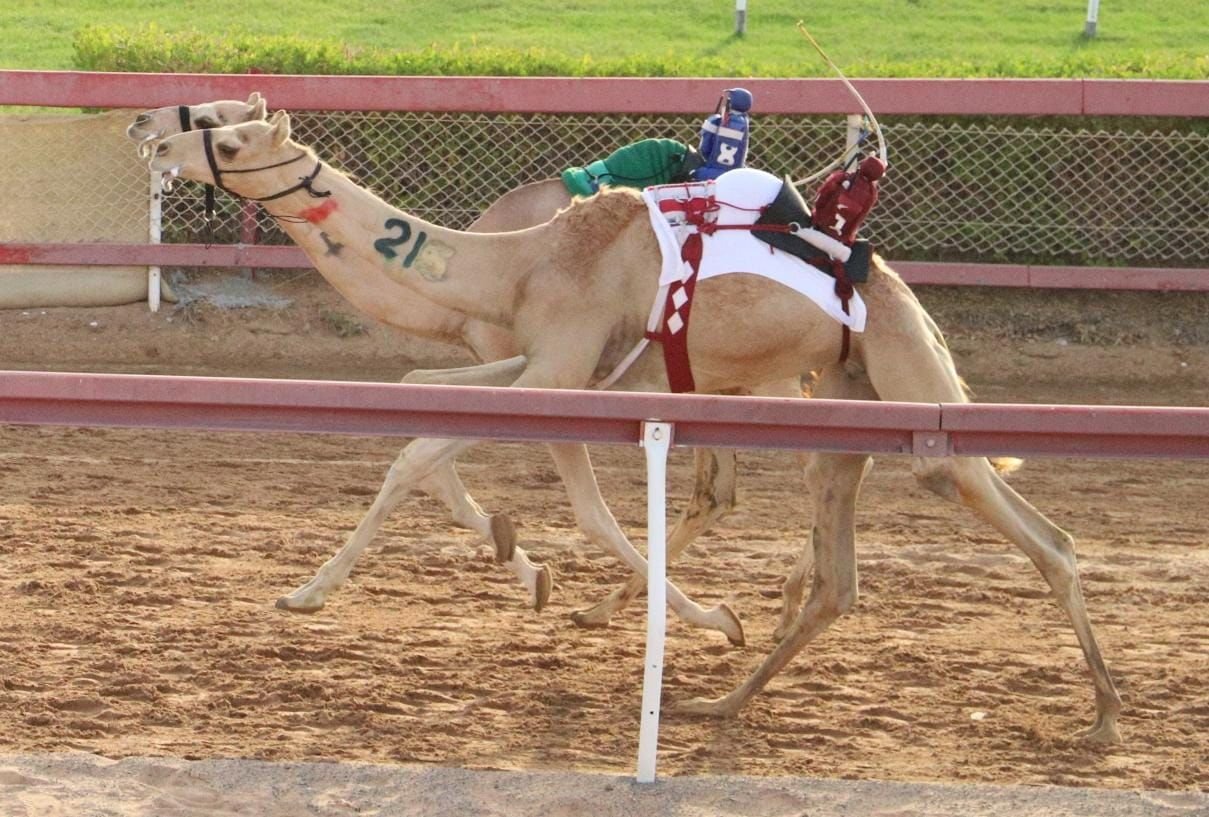 منافسات قوية لسباق "سن الفطامين" في ميدان الذيد