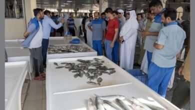 "جمعية صيادي أم القيوين" .. جهود بارزة لتعزيز المخزون السمكي واستدامة المهنة