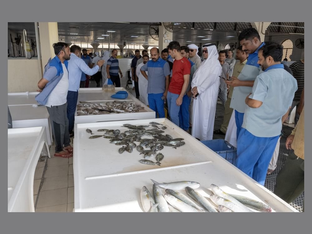 "جمعية صيادي أم القيوين" .. جهود بارزة لتعزيز المخزون السمكي واستدامة المهنة