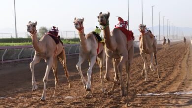 تواصل منافسات الهجن بميدان الذيد