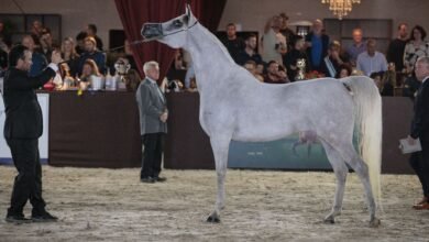 برعاية منصور بن زايد.. البرازيل تستضيف غدًا البطولة السابعة لكأس الإمارات العالمي لجمال الخيل العربية