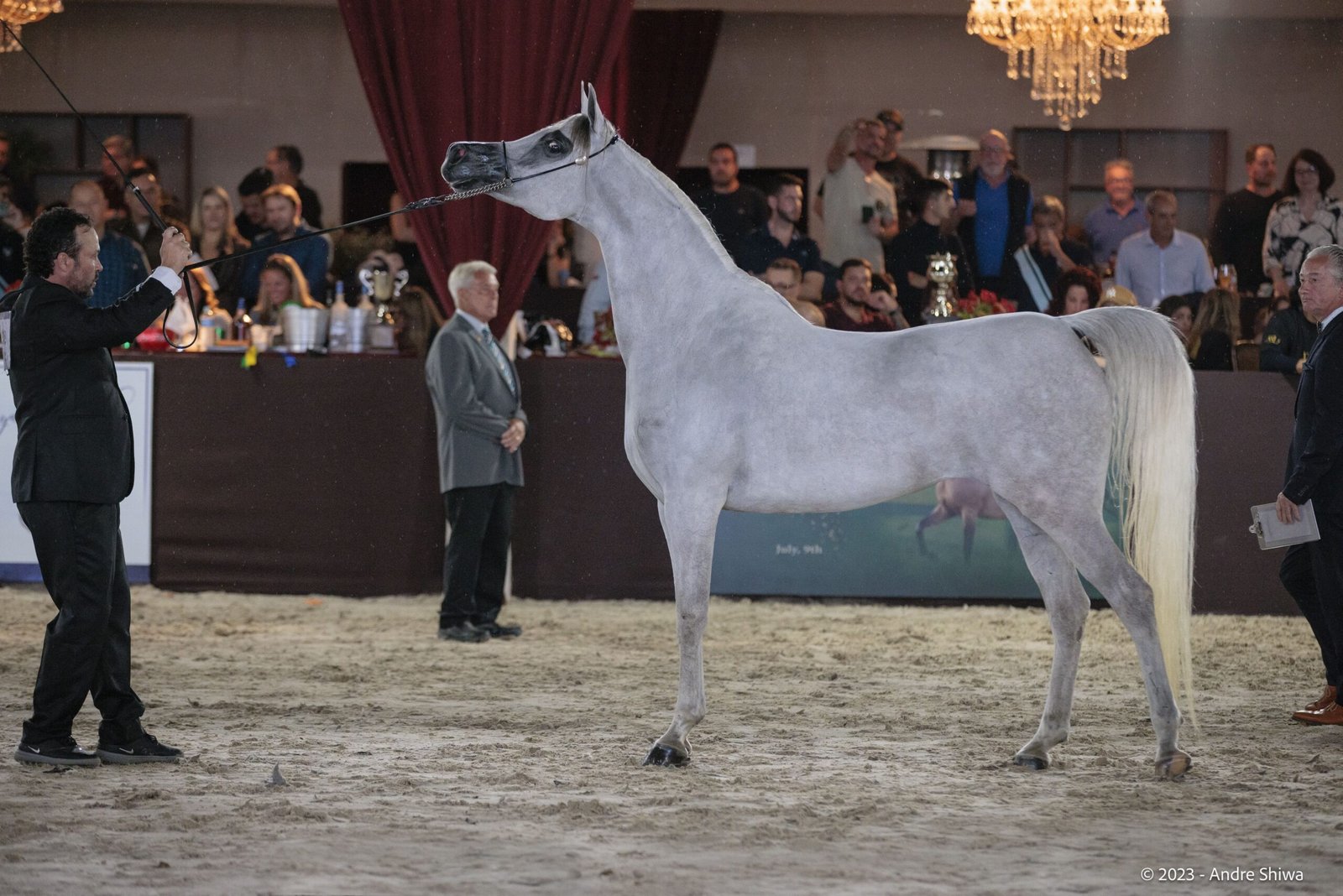 برعاية منصور بن زايد.. البرازيل تستضيف غدًا البطولة السابعة لكأس الإمارات العالمي لجمال الخيل العربية