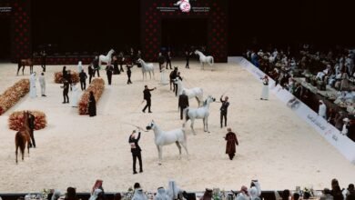 جمعية الإمارات للخيول العربية.. نقلة نوعية وحصاد استثنائي خلال موسم 2023-2024