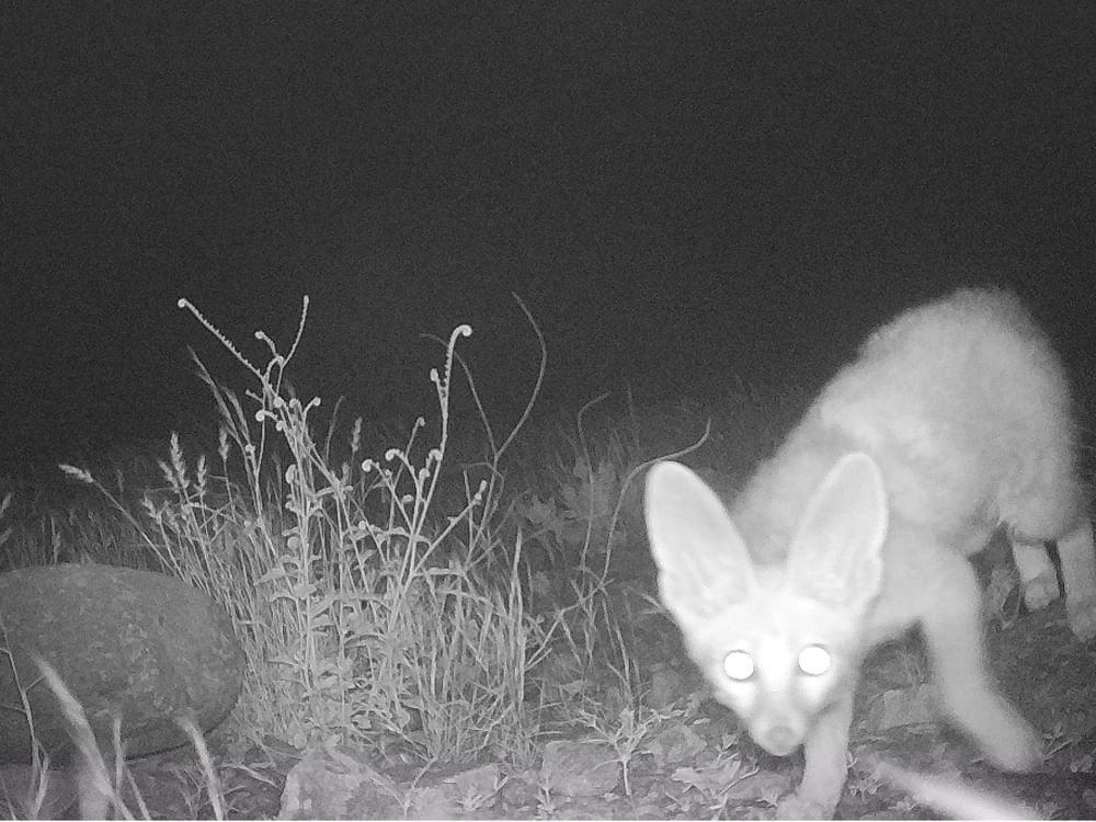 رصد ثعلب "بلانفورد" في متنزه وادي الوريعة الوطني 1 رصد ثعلب "بلانفورد" في متنزه وادي الوريعة الوطني