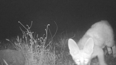 ظهور نادر لـ"ثعلب بلانفورد" المهدد بالانقراض في “وادي الوريعة” بالفجيرة