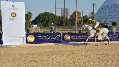 غدا ..مصر تستضيف كأس رئيس الدولة للخيول العربية الأصيلة