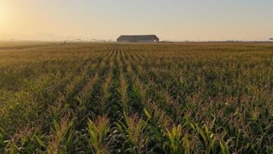 نجاح أول تجربة لإنتاج السيلاج العضوي في مزرعة مليحة