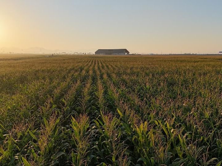 نجاح أول تجربة لإنتاج السيلاج العضوي في مزرعة مليحة
