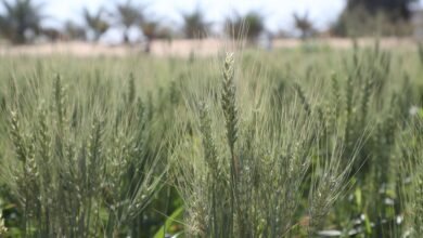 لتطوع البيئي بالإمارات .. دور مؤثر لزيادة المساحات الخضراء