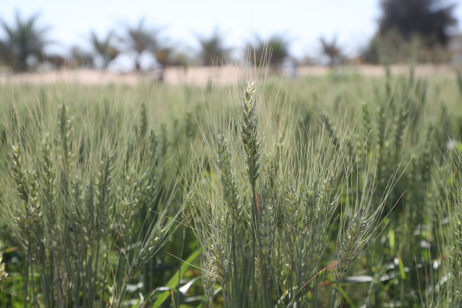 لتطوع البيئي بالإمارات .. دور مؤثر لزيادة المساحات الخضراء