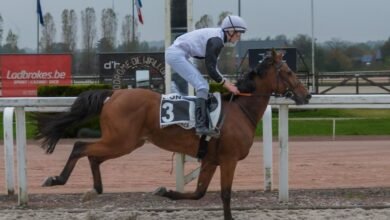 الجواد "إيليكو" بطلا لكأس الوثبة في بلجيكا