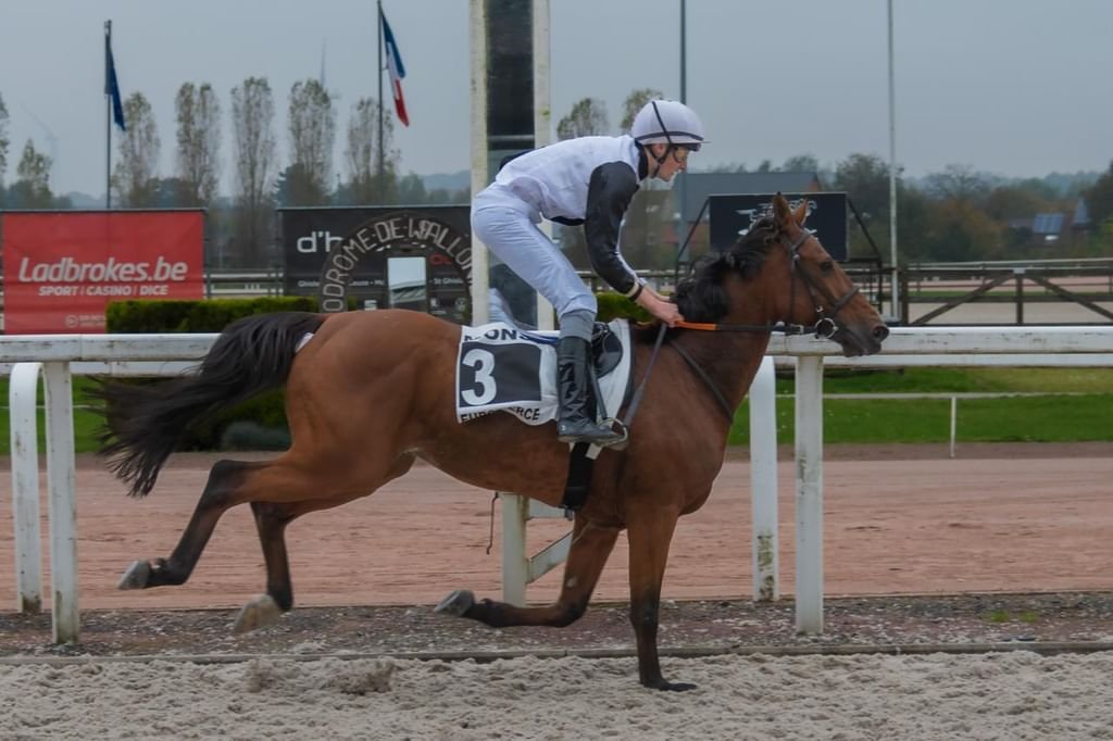 الجواد "إيليكو" بطلا لكأس الوثبة في بلجيكا