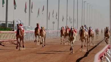 مهرجان محمد بن زايد للهجن ومزاينة الإبل "اللبسة" ينطلق الأربعاء المقبل