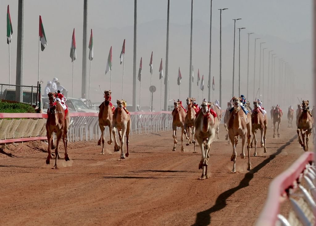 مهرجان محمد بن زايد للهجن ومزاينة الإبل "اللبسة" ينطلق الأربعاء المقبل 1 مهرجان محمد بن زايد للهجن ومزاينة الإبل "اللبسة" ينطلق الأربعاء المقبل