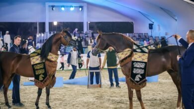 اختتام مهرجان الشارقة كلباء السادس للجواد العربي