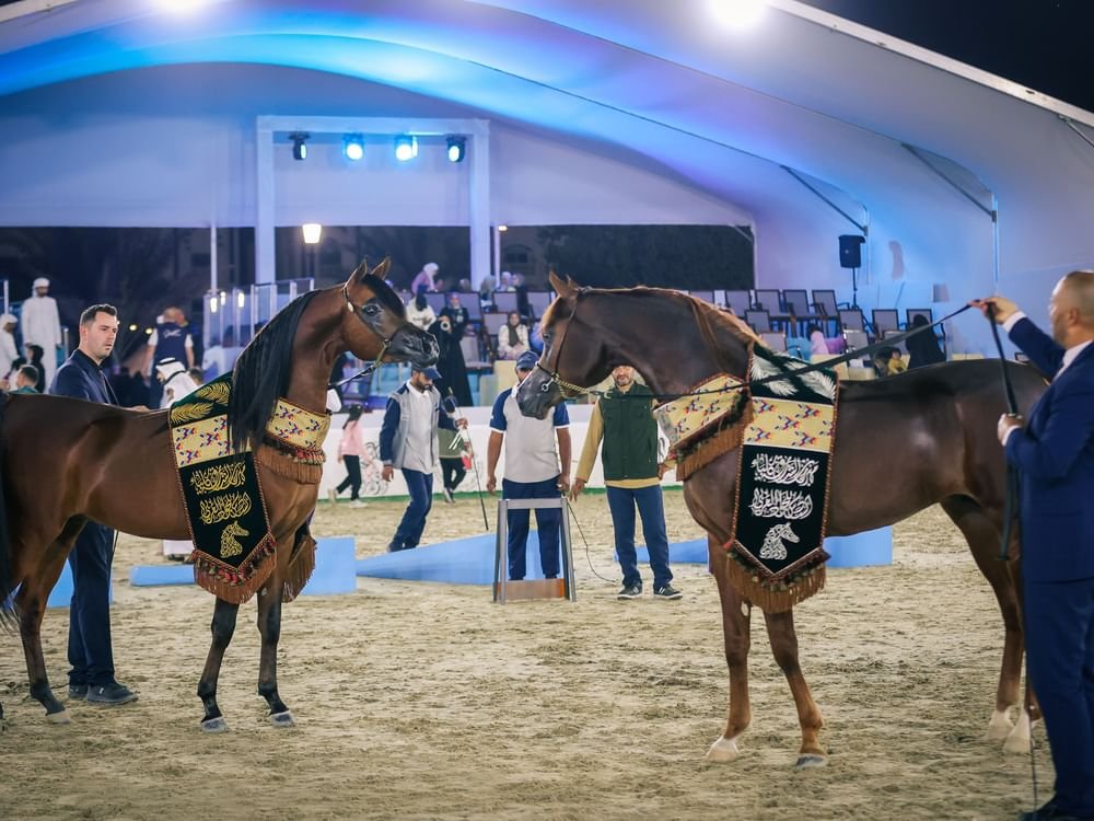 اختتام مهرجان الشارقة كلباء السادس للجواد العربي 1 اختتام مهرجان الشارقة كلباء السادس للجواد العربي