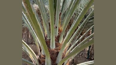 "الإمارات للفلك" : موسم تلقيح النخيل يبدأ منتصف يناير