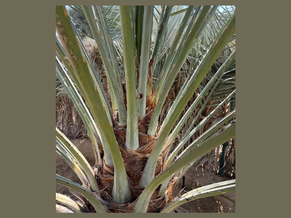 "الإمارات للفلك" : موسم تلقيح النخيل يبدأ منتصف يناير