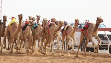 الشارقة.. انطلاق منافسات سباق سن الفطامين بميدان الذيد