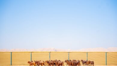 وصول أولى دفعات الماعز إلى مزرعة الوسطى للماشية عبر مطار الشارقة الدولي