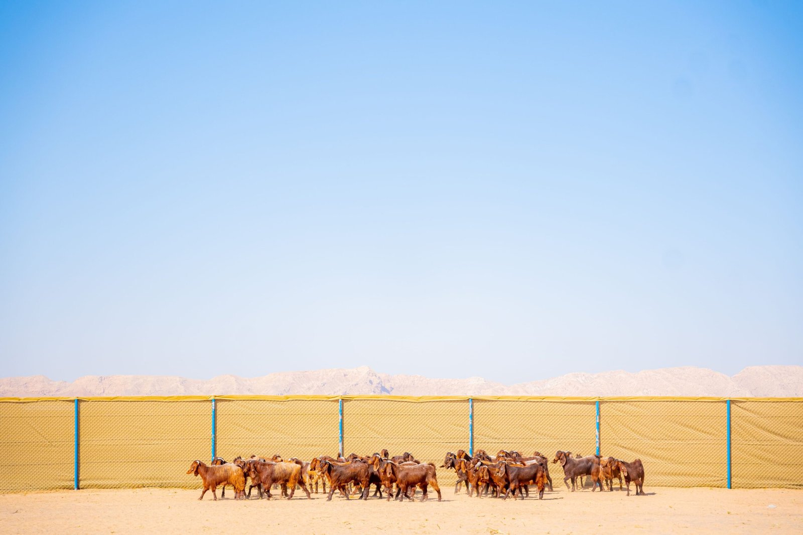 وصول أولى دفعات الماعز إلى مزرعة الوسطى للماشية عبر مطار الشارقة الدولي