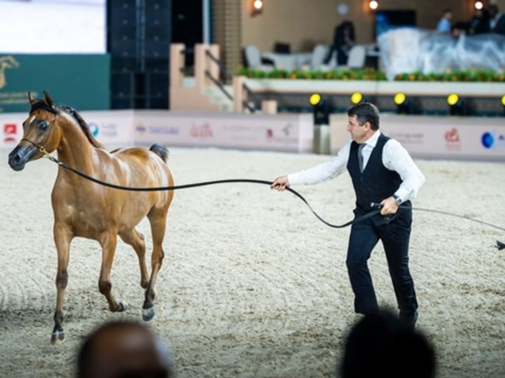انطلاق بطولة عجمان لجمال الخيل العربية بدورتها الـ 22