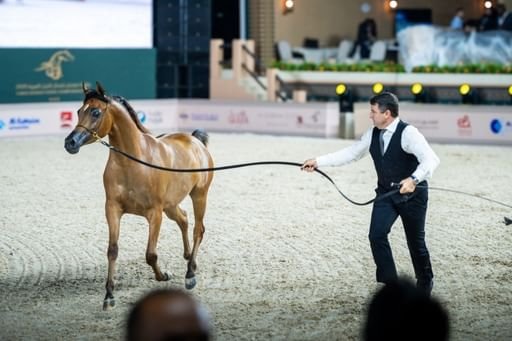 "عجمان لجمال الخيل العربية" تشهد حضوراً جماهيراً كبيراً في يومها الأول
