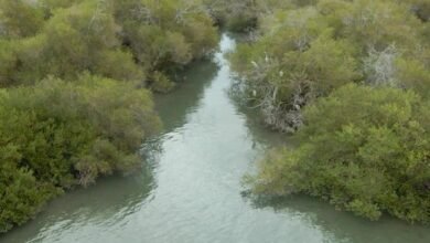 انضمام مركز خور كلباء لأشجار القرم إلى الرابطة العالمية للأراضي الرطبة