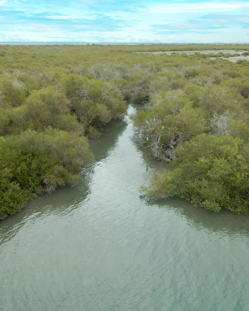 انضمام مركز خور كلباء لأشجار القرم إلى الرابطة العالمية للأراضي الرطبة 1 انضمام مركز خور كلباء لأشجار القرم إلى الرابطة العالمية للأراضي الرطبة
