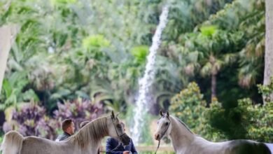 برعاية منصور بن زايد.. نجاح كبير لأولى جولات النسخة الثانية لكأس الإمارات العالمي للخيل العربية بأستراليا