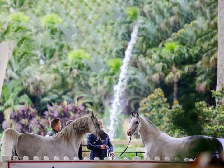 برعاية منصور بن زايد.. نجاح كبير لأولى جولات النسخة الثانية لكأس الإمارات العالمي للخيل العربية بأستراليا