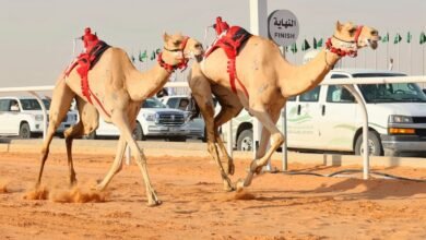 هجن الرئاسة تفوز بسيف خادم الحرمين الشريفين في الجنادرية
