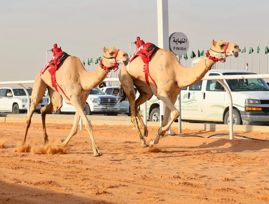 هجن الرئاسة تفوز بسيف خادم الحرمين الشريفين في الجنادرية