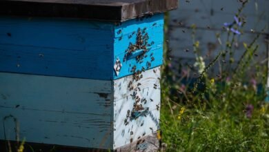 تغير المناخ يتسبب في نفوق عشرات الآلاف من مستعمرات النحل في النمسا