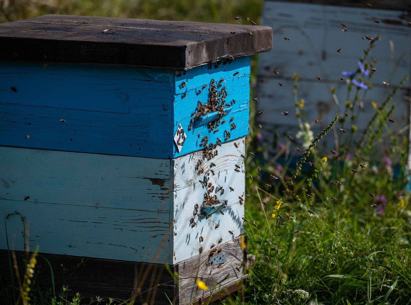 تغير المناخ يتسبب في نفوق عشرات الآلاف من مستعمرات النحل في النمسا