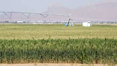 "اكتفاء" تعزز منظومة الأمن الغذائي بالدولة بمنتجات عضوية جديدة