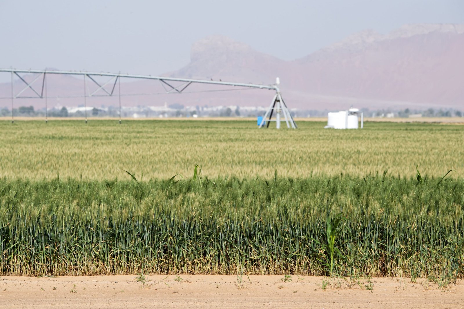"اكتفاء" تعزز منظومة الأمن الغذائي بالدولة بمنتجات عضوية جديدة 1 "اكتفاء" تعزز منظومة الأمن الغذائي بالدولة بمنتجات عضوية جديدة