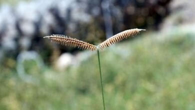 "بيئة ومحميات الشارقة" تعلن اكتشاف ثلاثة نباتات جديدة لأول مرة في الإمارات