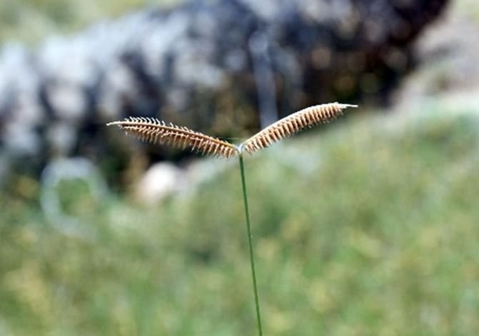 "بيئة ومحميات الشارقة" تعلن اكتشاف ثلاثة نباتات جديدة لأول مرة في الإمارات 1 "بيئة ومحميات الشارقة" تعلن اكتشاف ثلاثة نباتات جديدة لأول مرة في الإمارات